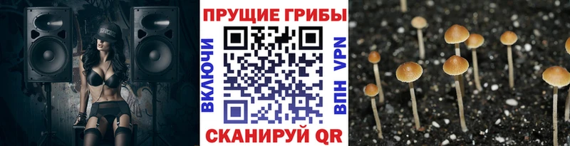 Купить  Оха  Псилоцибиновые грибы прущие грибы 